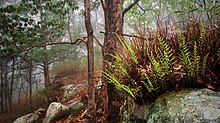 A basket fern in Ravensbourne National Park, Australia Basket fern at Ravensbourne National Park 2817529.jpg