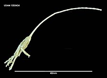 Bathycrinus australis (USNM 1005434) 001.jpeg