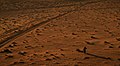 Beduin in the Wadi rum