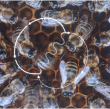 Figure-Eight-Shaped waggle dance of the honeybee (Apis mellifera). A waggle run oriented 45deg to the right of 'up' on the vertical comb indicates a food source 45deg to the right of the direction of the sun outside the hive. The abdomen of the dancer appears blurred because of the rapid motion from side to side. Bee waggle dance.png