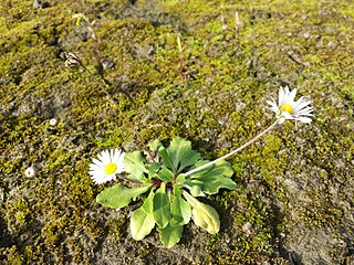 <i>Bellis perennis</i> Flowering plant in the daisy family Asteraceae