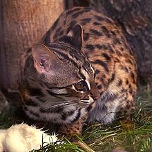 Leopard cat Bengalkatze.jpg