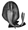 Benthobatis moresbyi