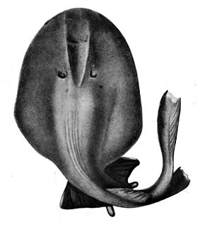 <i>Benthobatis moresbyi</i> Species of cartilaginous fish