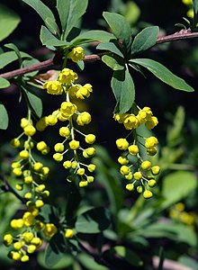 Цветущий Berberis chinensis