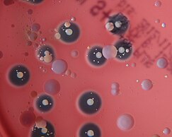 Beta hemolysis and gamma hemolysis on sheep blood agar by HansN / CC-BY-SA-3.0 Colonies surrounded by a transparent zone (black in this image) indicate b-hemolysis and represent inoculation with A. equuli subsp. haemolyticus. Absence of a coloured or transparent zone is indicative of g-hemolysis which represents the inability to lyse red blood cells as would be the result of inoculation with A. equuli subsp. equuli. Beta hemolysis and gamma hemolysis on sheep blood agar.jpg