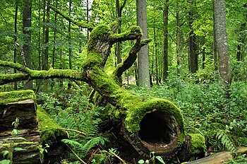 Białowieża National Park