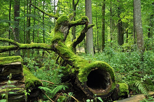 Fallen tree in the Białowieża Forest