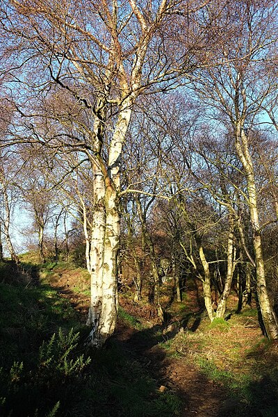 File:Birches on the Cleveland Way - Coast to Coast Walk - geograph.org.uk - 4789296.jpg