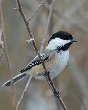 Black-capped Chickadee (Poecile atricapillus)