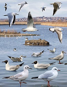 Black-headed Gull from the Crossley ID Guide Britain and Ireland