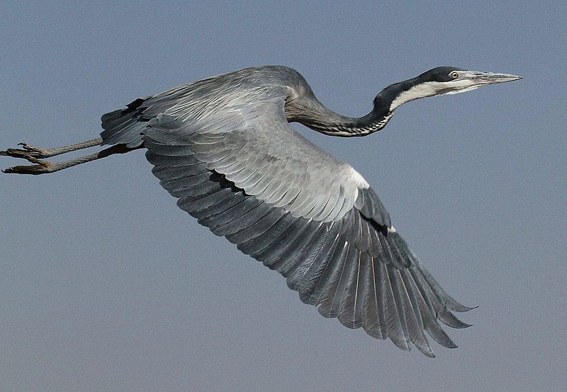 File:Black-headed Heron, Ardea melanocephala at Marievale Nature Reserve, Gauteng, South Africa (9711647308).jpg