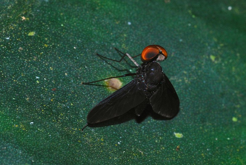 File:Black-winged Fly (Rhagionidae) (8077468049).jpg