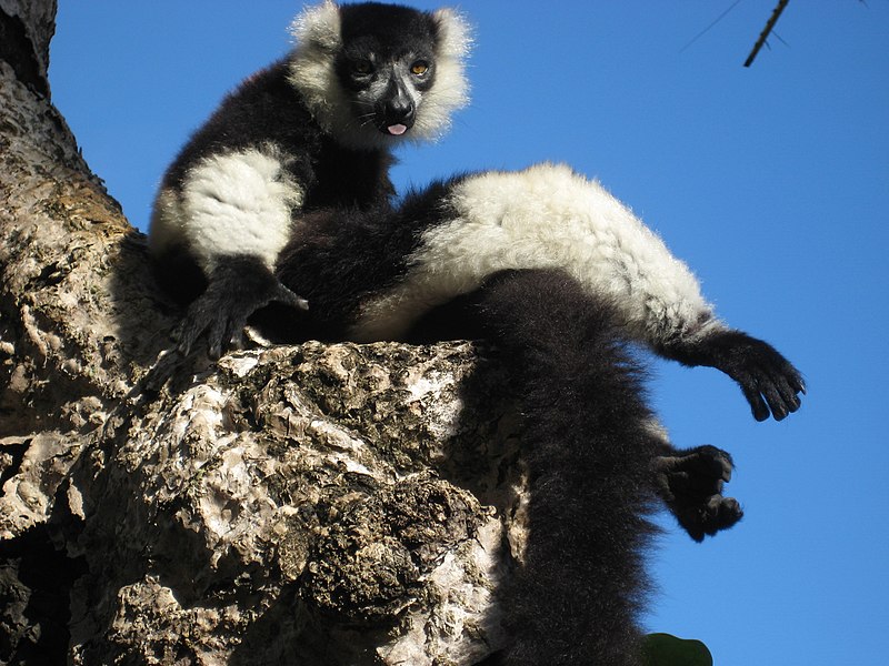 File:Black And White Ruffed Lemur, Île Aux Nattes.jpg