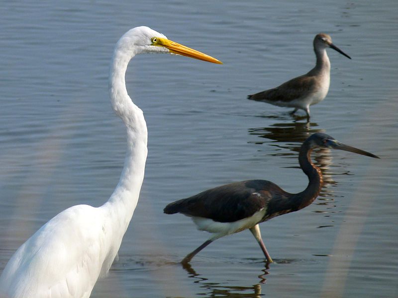 File:Black Point Wildlife Drive, Merritt Island FL - Flickr - Rusty Clark (40).jpg