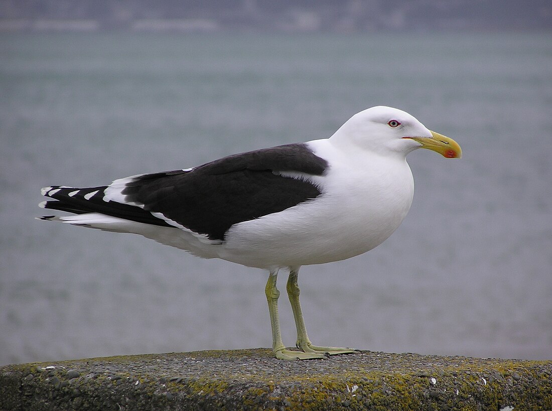 Larus dominicanus