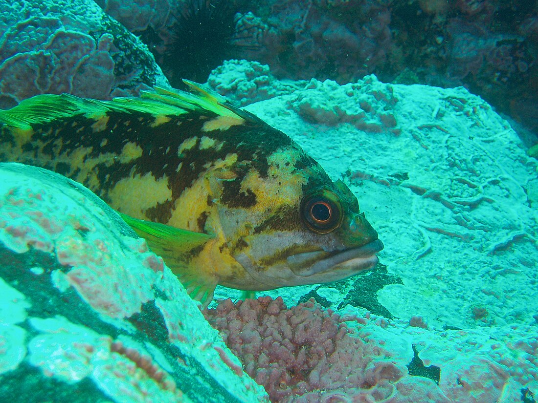 黃黑平鮋