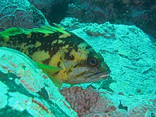 Hitam kuning rockfish.jpg