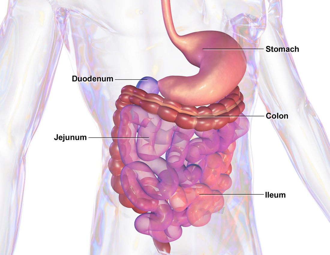 Infección intestinal por parásitos