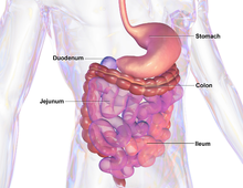 Blausen 0432 GastroIntestinalSystem.png