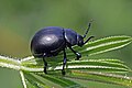 * Nomination Bloody-nosed beetle (Timarcha tenebricos), Wiltshire --Charlesjsharp 21:01, 27 May 2018 (UTC) * Promotion Good quality. -- Ikan Kekek 21:26, 27 May 2018 (UTC)