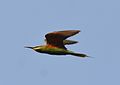 Blue-cheeked Bee-eater Merops persicus by Dr. Raju Kasambe DSC 9803 (1).JPG