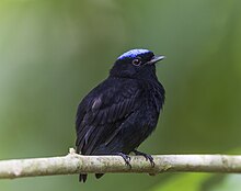 Blue-crowned manakin with male plumage Blue-crowned manakin male.jpg