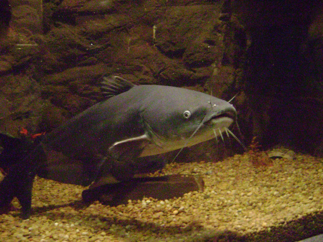 File:Blue catfish.jpg