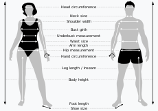 Body measures SVG.svg