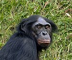 A Bonobo, oana vo insan naxtn Vawandtn