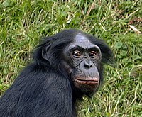 Bonobo-Head.jpg