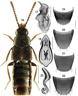 Boreophilia islandica