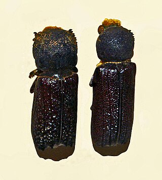 <i>Apate terebrans</i> Species of beetle