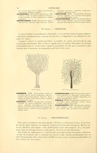 File:Botanique cryptogamique, ou Histoire des familles naturelles des plantes inférieures (Page 72) BHL4302248.jpg