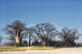 Botsvana Nxai Pan NP Baynes Baobabs.jpg