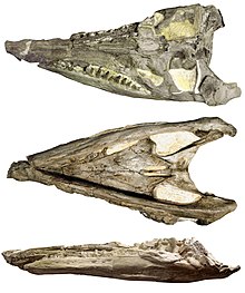 Brachauchenius lucasi holotype skull in dorsal, palatal and lateral views Brachauchenius lucasi skull.jpg