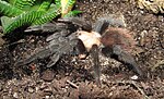 Vignette pour Brachypelma albiceps