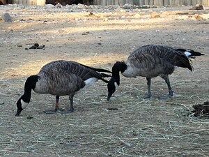 Branta Canadensis