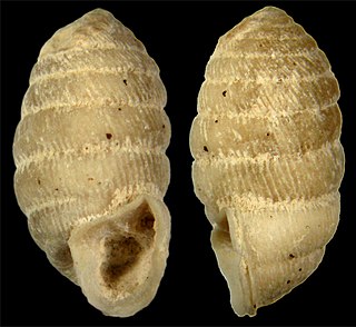 <i>Brasilennea minor</i> Extinct species of gastropod