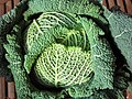 Brassica oleracea sabauda, couve-lombarda.jpg