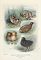 Britain's birds and their nests (1910) (14753003604).jpg