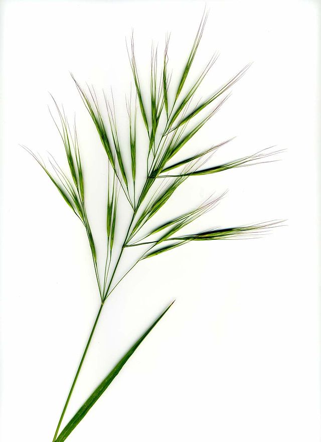 Inflorenscence of a grass with long awns on a white background