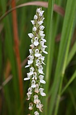 Miniatura para Brownleea parviflora