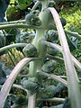 Brussels Sprouts (3743349961).jpg