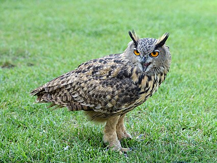 European eagle-owl