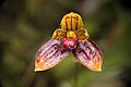 Bulbophyllum catenulatum