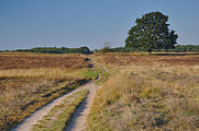 Nederlands: Bussumer Heide, Hilversum English: Bussumer Heide, Hilversum