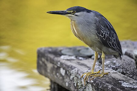 Butorides striata striata (Striated Heron)