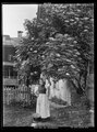 Frau mit Glarner Tracht steht unter einem blühenden Holunderbaum, 1905