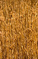 Category:Wheat fields in Australia - Wikimedia Commons